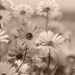 garden-resolution-de-lecran-640x480